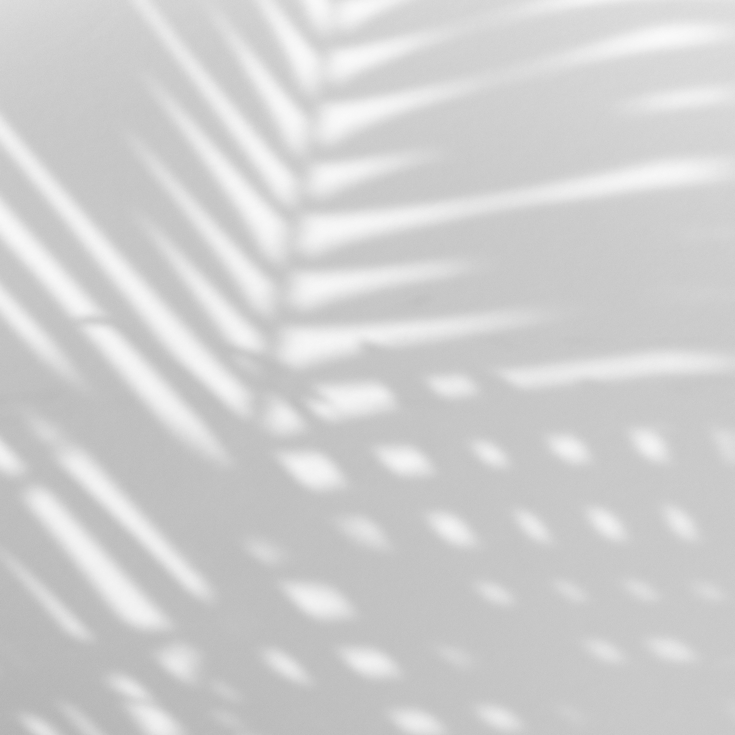 Licht-Schatten-Spiel einer Pflanze